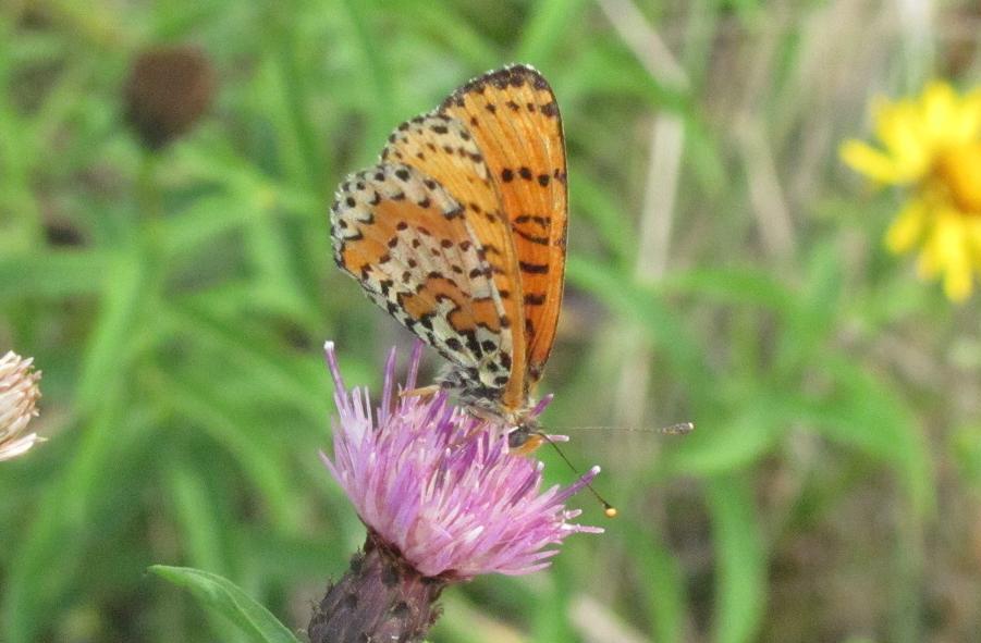 Melitaea didyma?